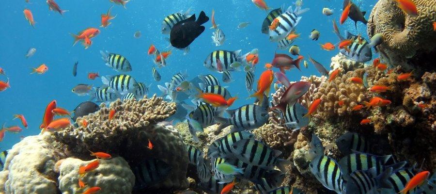 Zu sehen ist Bild 1 zum Beitrag mit dem Thema: Artensterben durch den Klimawandel