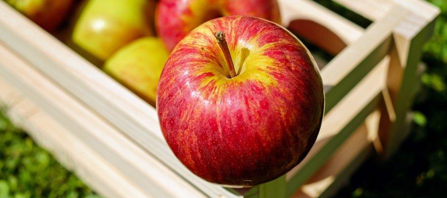 Zu sehen ist Bild 1 zum Beitrag mit dem Thema: Welcher Apfel ist klimafreundlicher